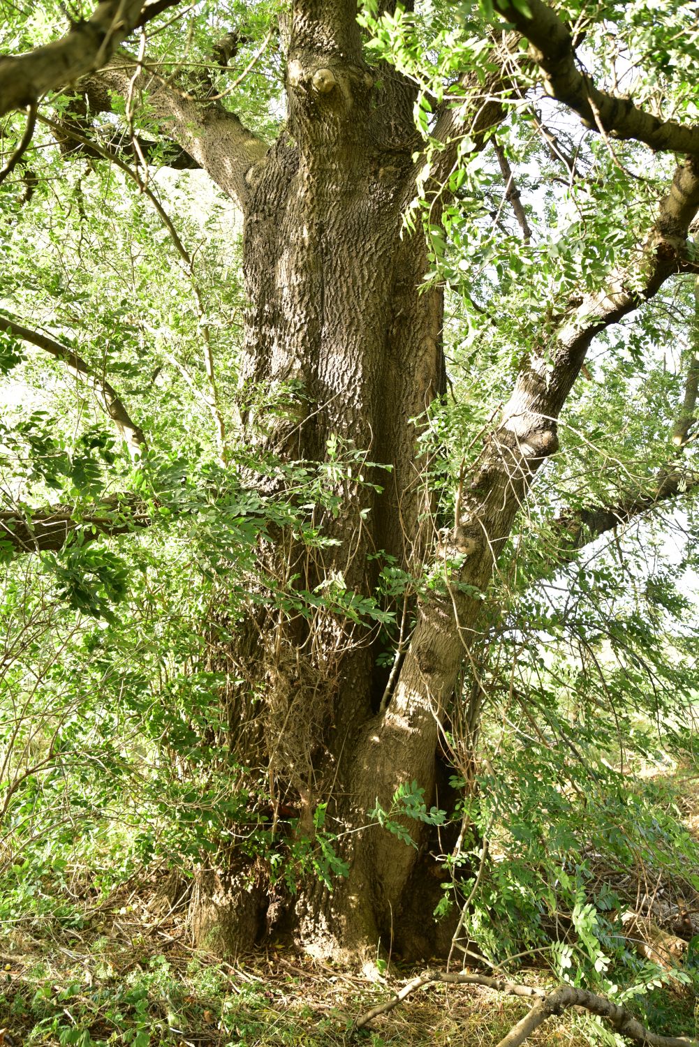 Fraxinus excelsior - Belgern - 2017