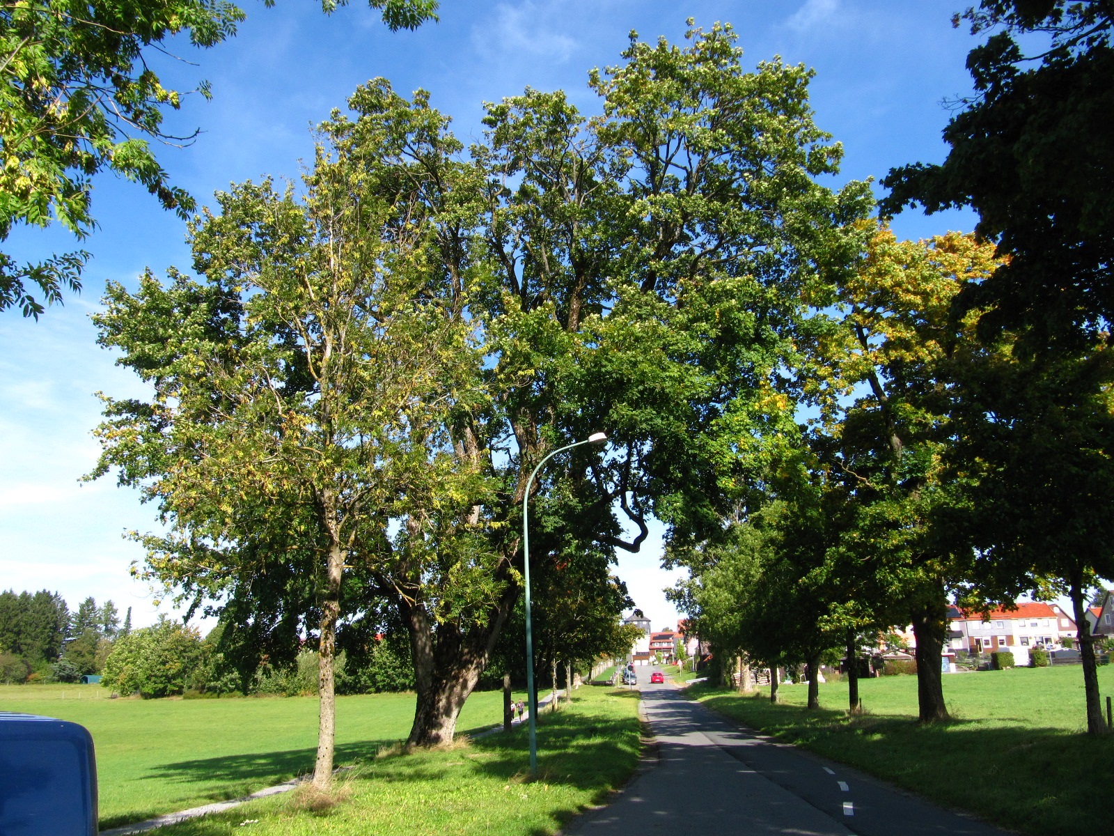 Acer pseudoplatanus - Clausthal-Zellerfeld - Sept. 2025