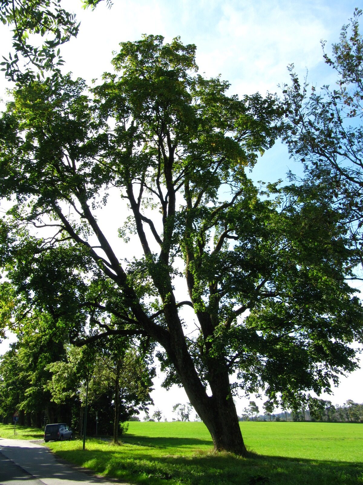 Acer pseudoplatanus - Clausthal-Zellerfeld - Sept. 2025