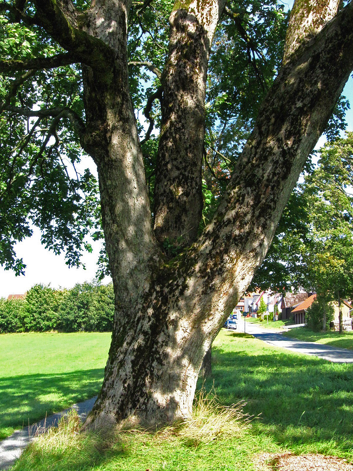Acer pseudoplatanus - Clausthal-Zellerfeld - Sept. 2025