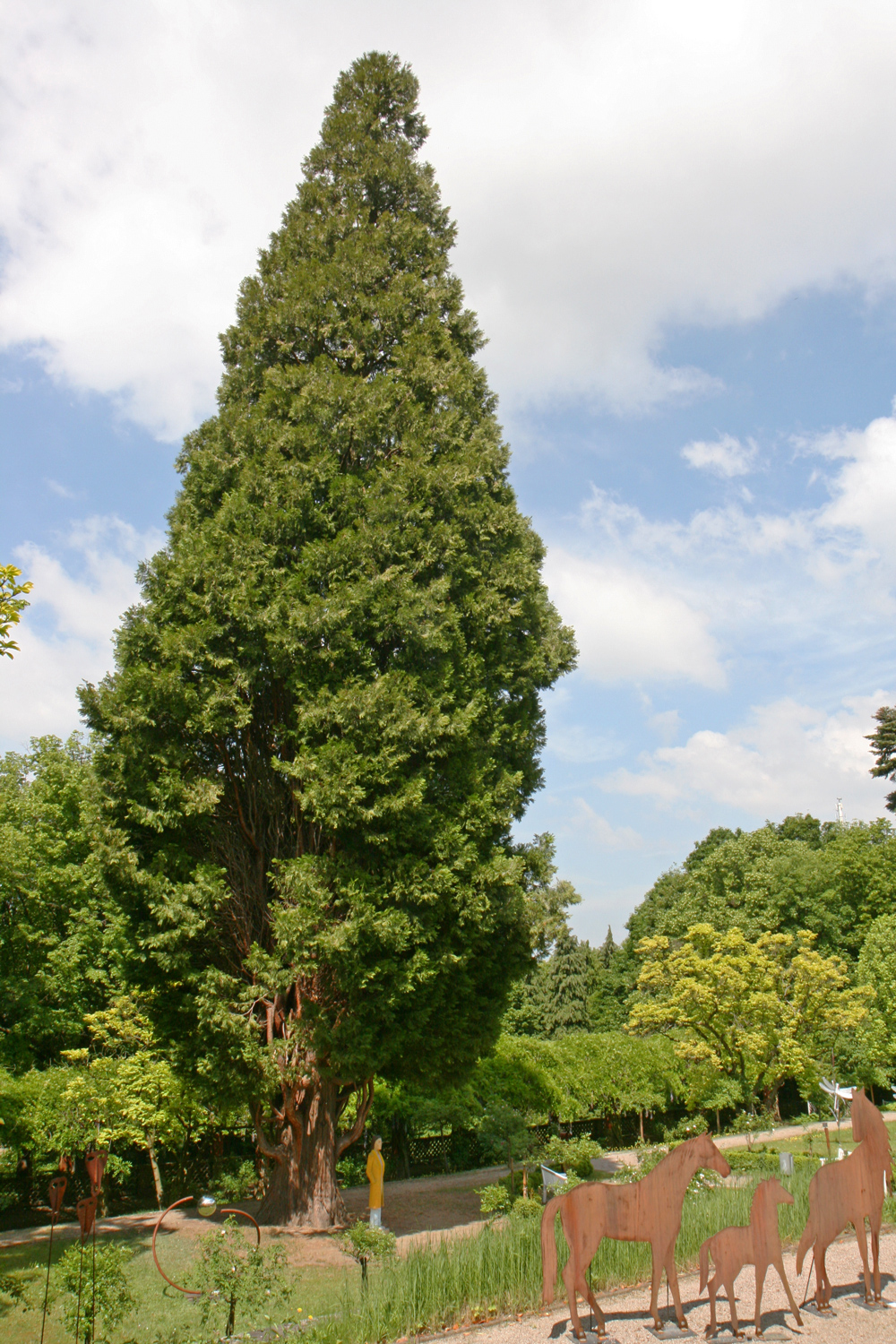 Calocedrus decurrens - Seeheim-Jugenheim - Mai 2012