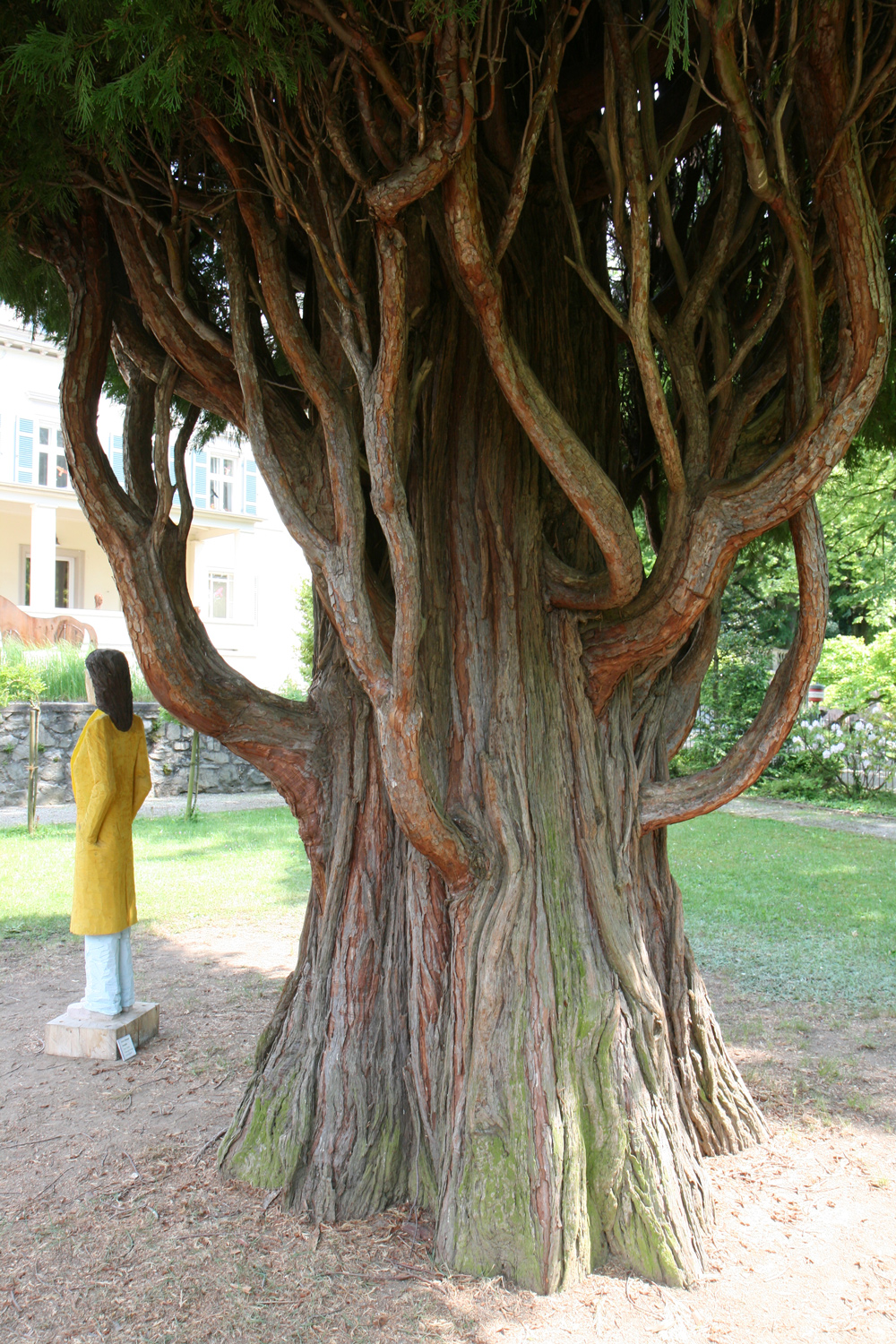 Calocedrus decurrens - Seeheim-Jugenheim - Mai 2012