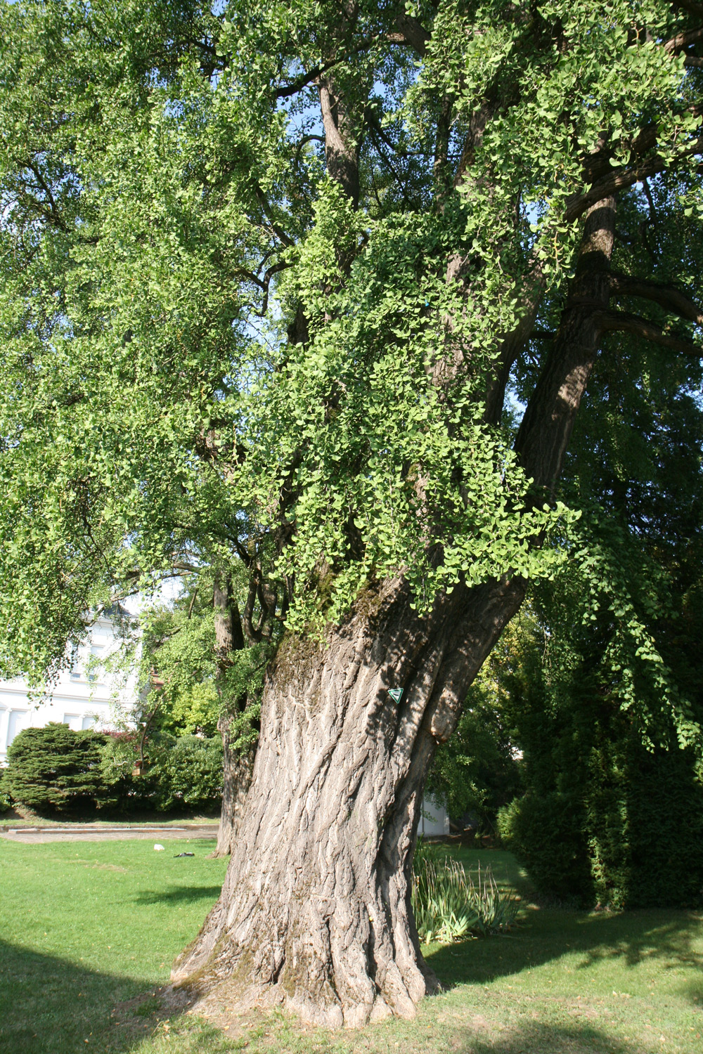 Ginkgo biloba - Lahr - Aug. 2019