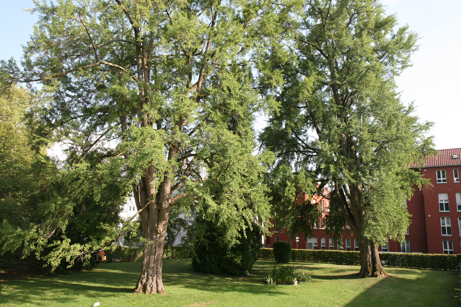 Ginkgo biloba - Lahr - Aug. 2019