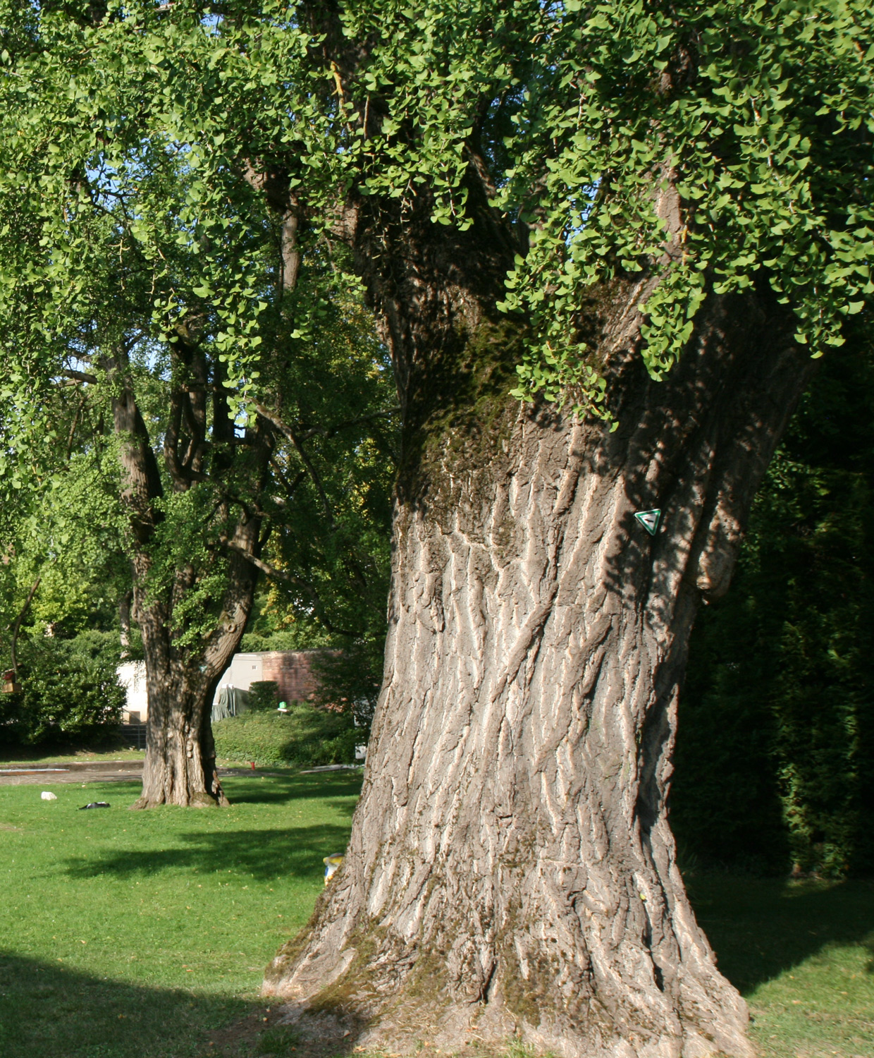 Ginkgo biloba - Lahr - Aug. 2019