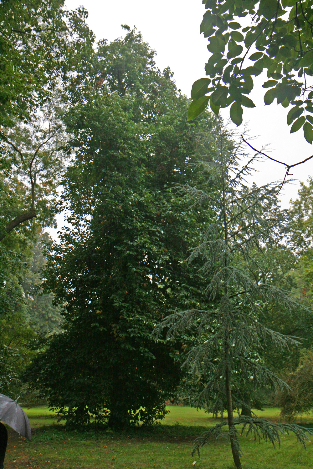 Magnolia acuminata - Dersenow-Dammereez - Sept. 2019