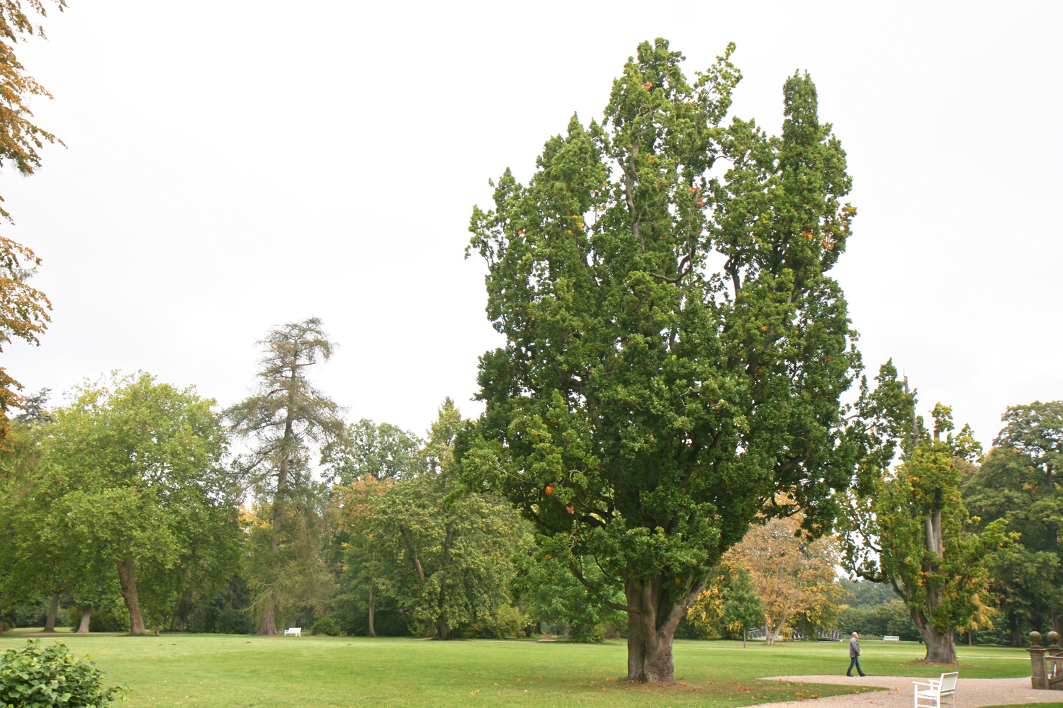 Quercus robur Fastigiata-Gruppe - Klütz - Sept. 2019
