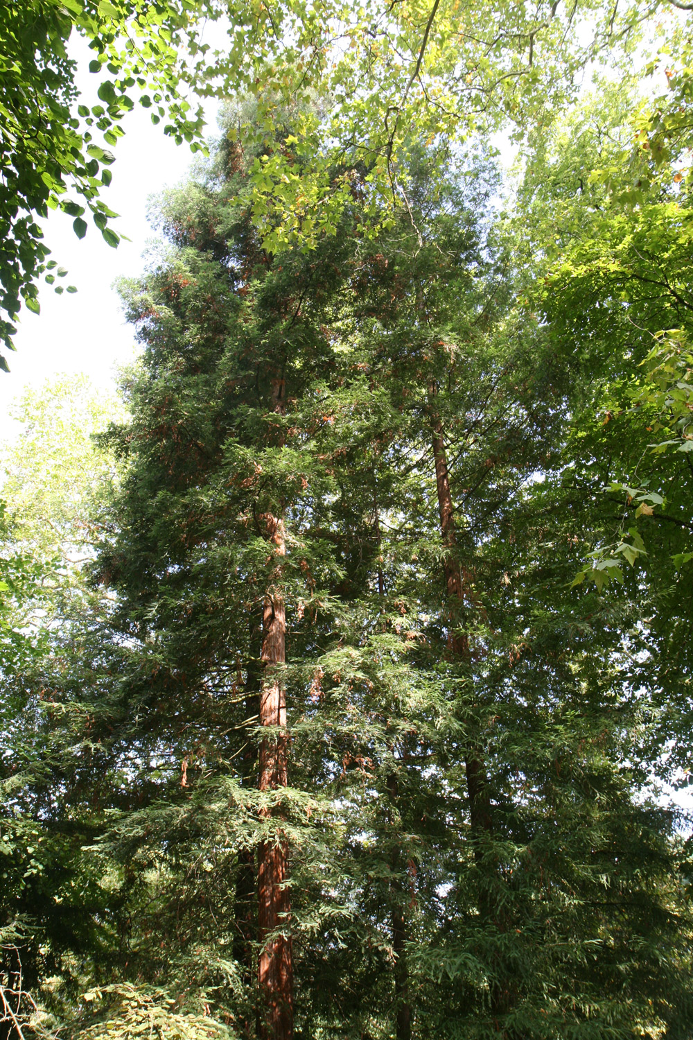 Sequoia sempervirens - Lahr - Aug. 2019