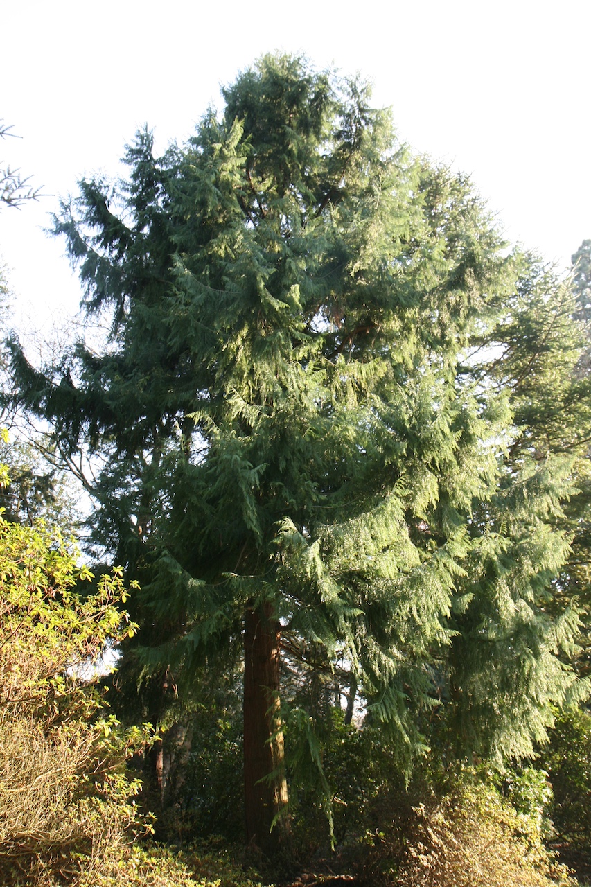 Taiwania cryptomerioides - Grugapark Essen - April 2026