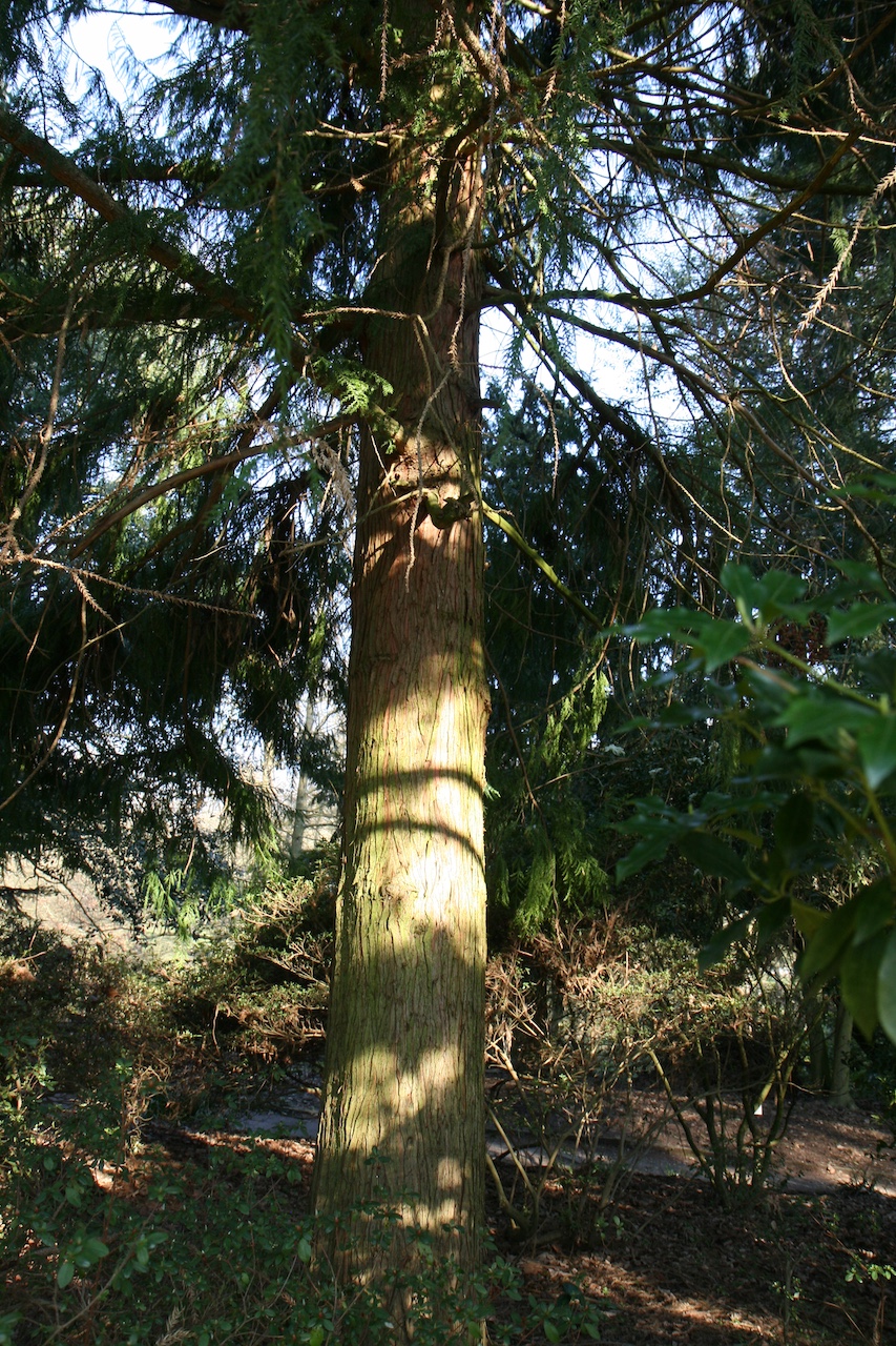 Taiwania cryptomerioides - Grugapark Essen - April 2026