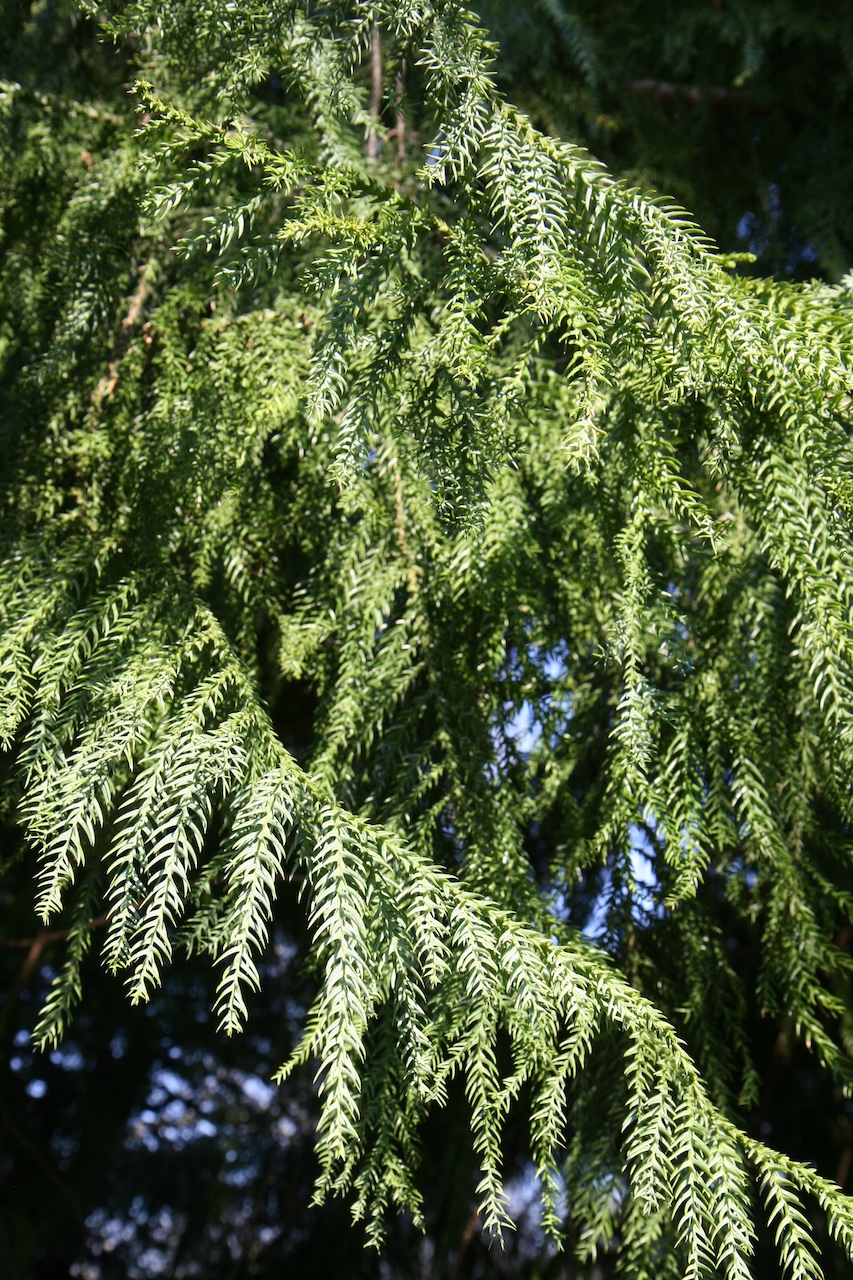 Taiwania cryptomerioides - Grugapark Essen - April 2026