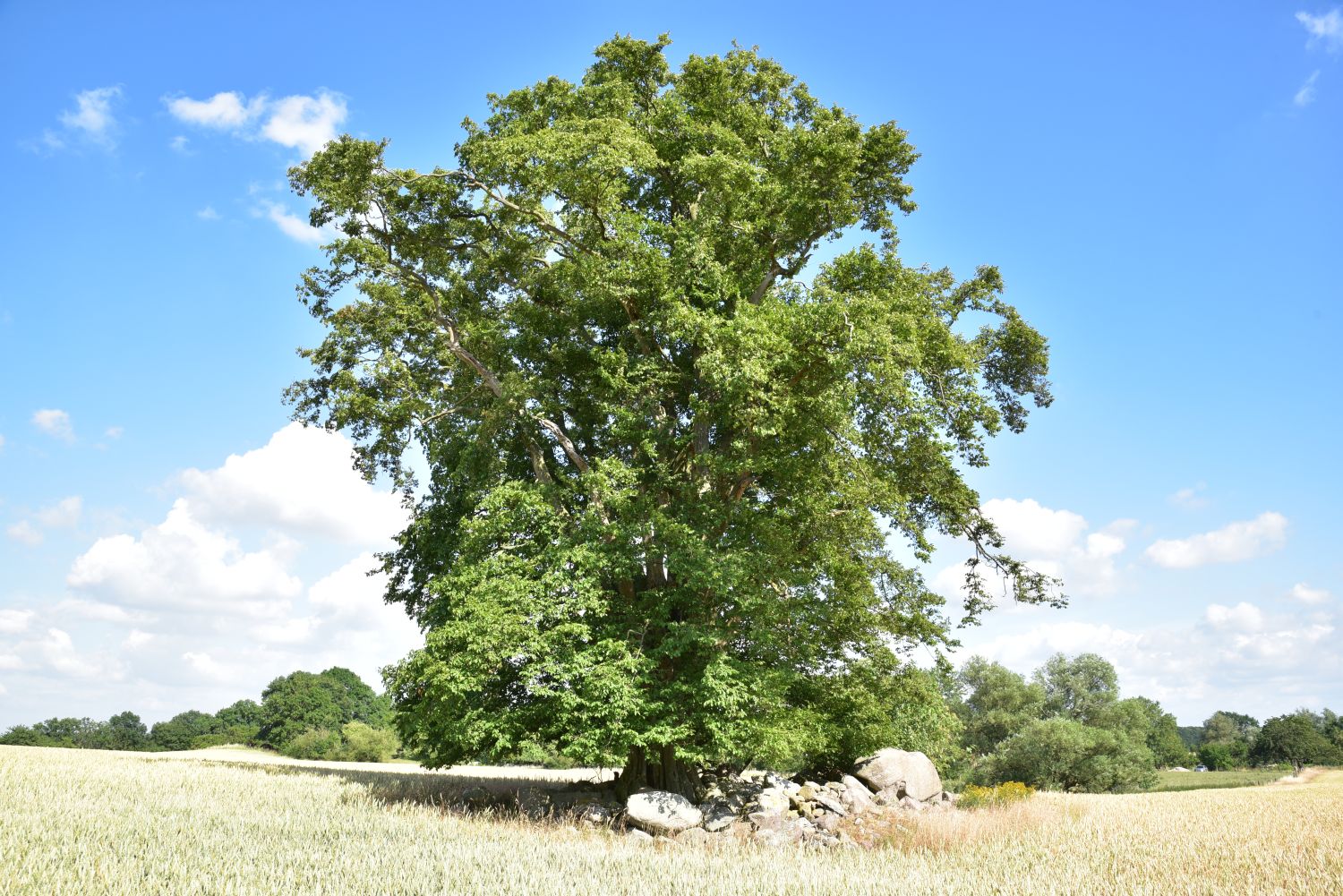 Carpinus betulus - Stintenburg, Kampenwerder - Juni 2018
