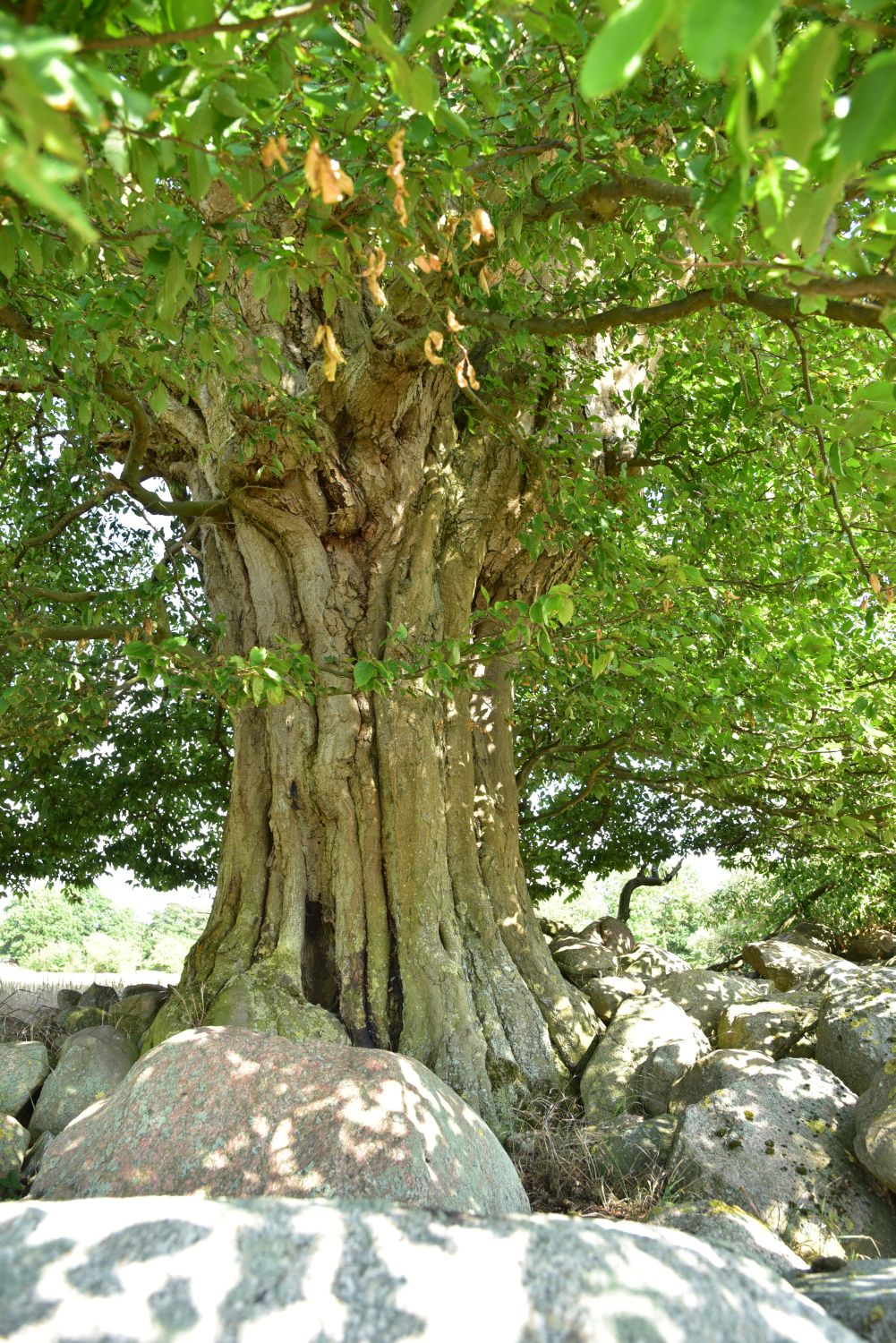Carpinus betulus - Stintenburg, Kampenwerder - Juni 2018