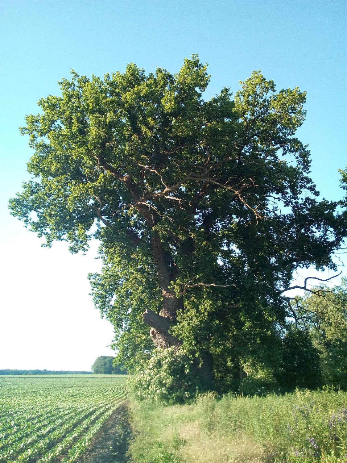 Stiel-Eiche - Gültz - 2019