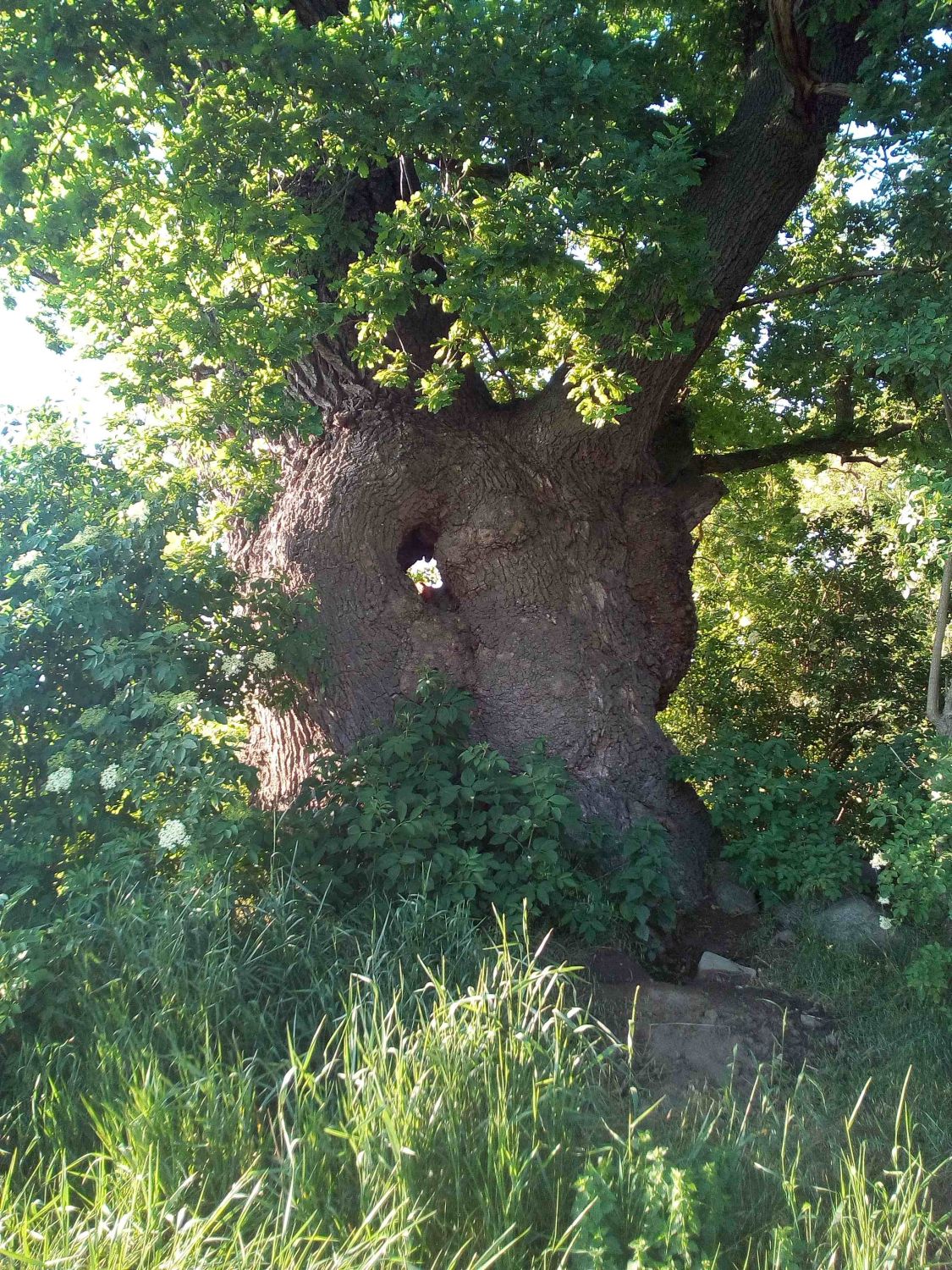 Stiel-Eiche - Gültz - 2019