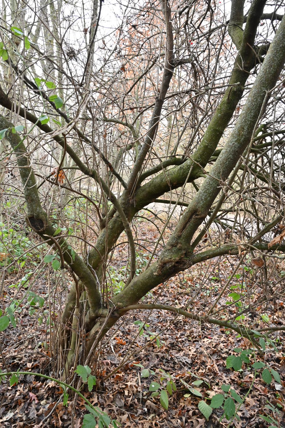 Viburnum opulus - Nürnberg, Dutzendteich - Dezember 2019