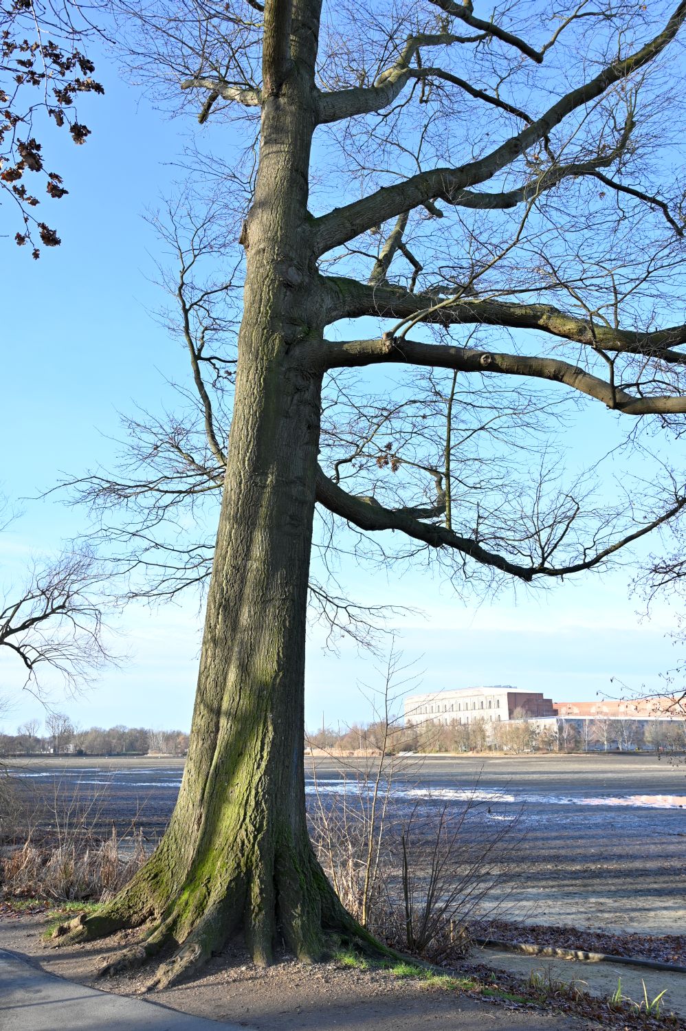 Sumpf-Eiche - Nürnberg, Dutzendteich - Dezember 2019