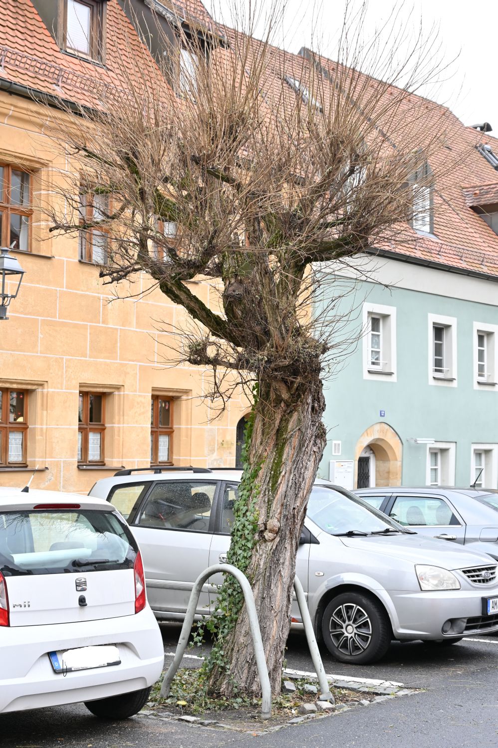 Kugel-Robinie - Amberg, Paradeplatz - Dezember 2019