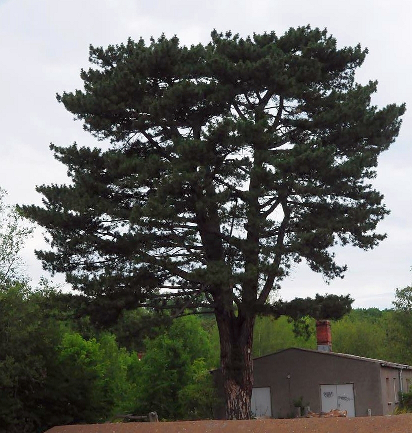 Pinus nigra - Georgenthal - 2019