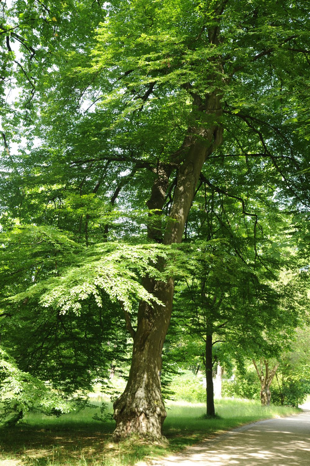 Fagus sylvatica 'Grandidentata' - Bad Homburg - Kurpark - 2014