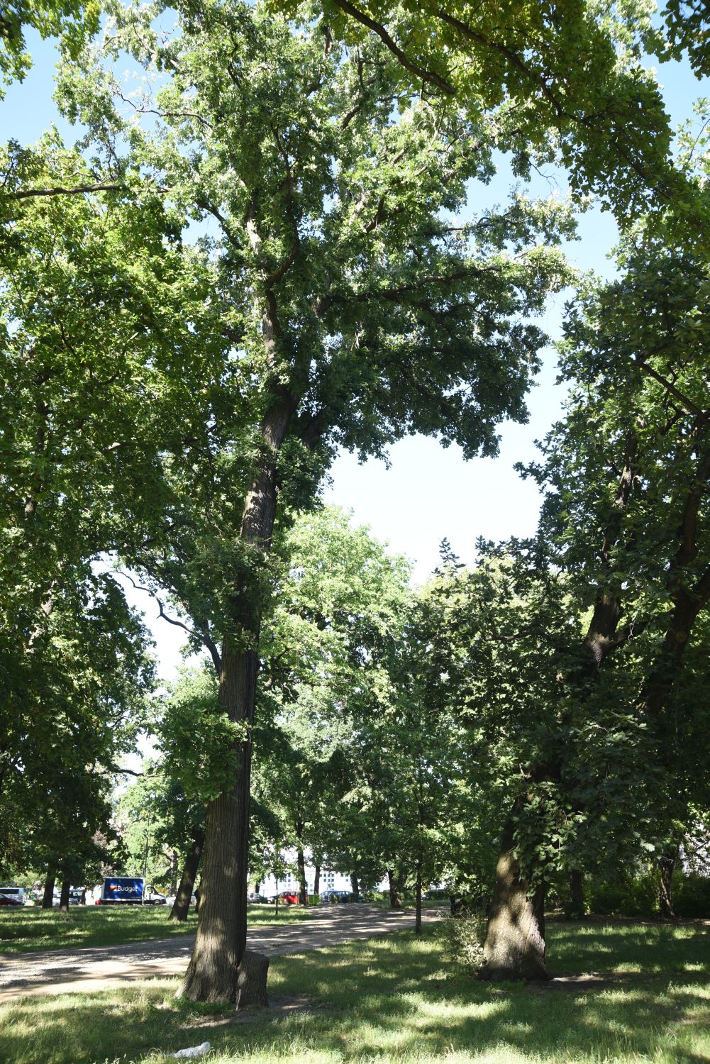 Klettenfrüchtige Eiche - Berlin, Schlesischer Busch - 2019