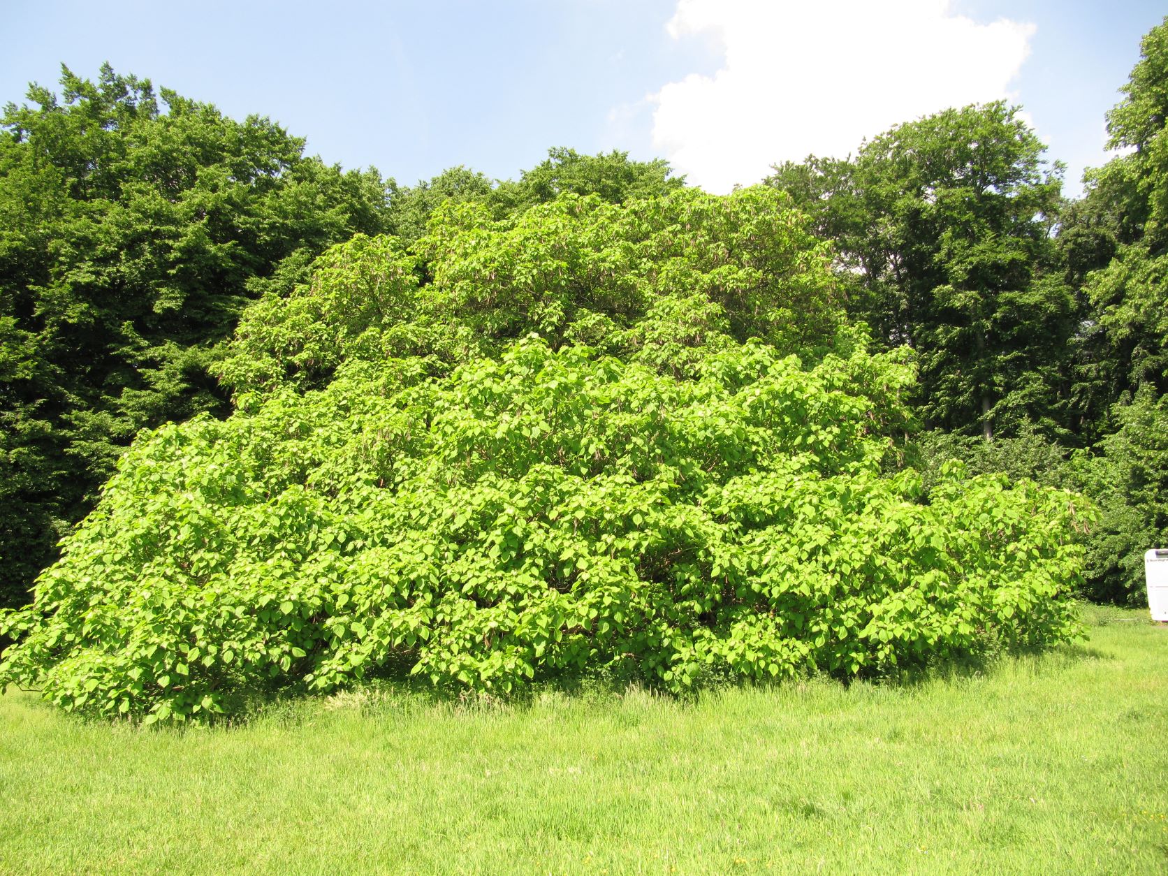 Catalpa bignonioides - Köln - Mai 2022
