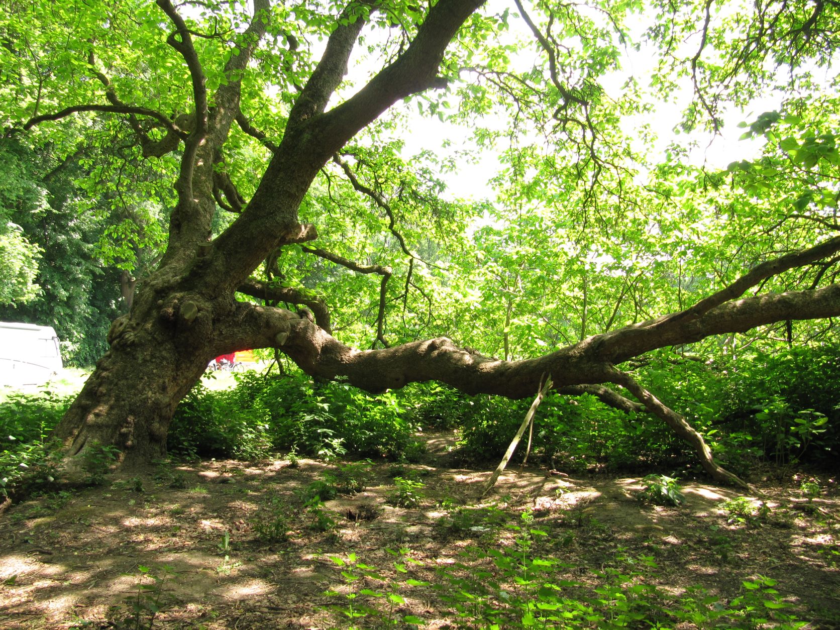 Catalpa bignonioides - Köln - Mai 2022
