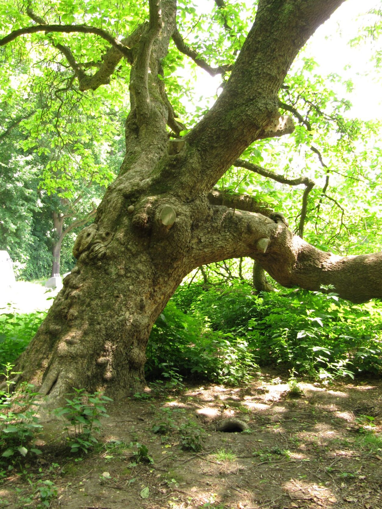Catalpa bignonioides - Köln - Mai 2022