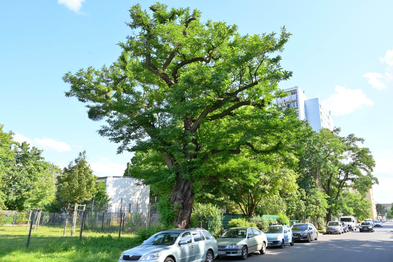 Robinia pseudoacacia 'Bessoniana' - Dresden-Johannstadt - Juli 2023