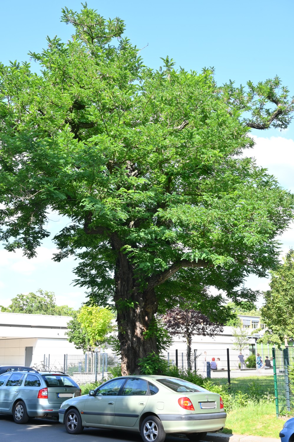 Robinia pseudoacacia 'Bessoniana' - Dresden-Johannstadt - Juli 2023