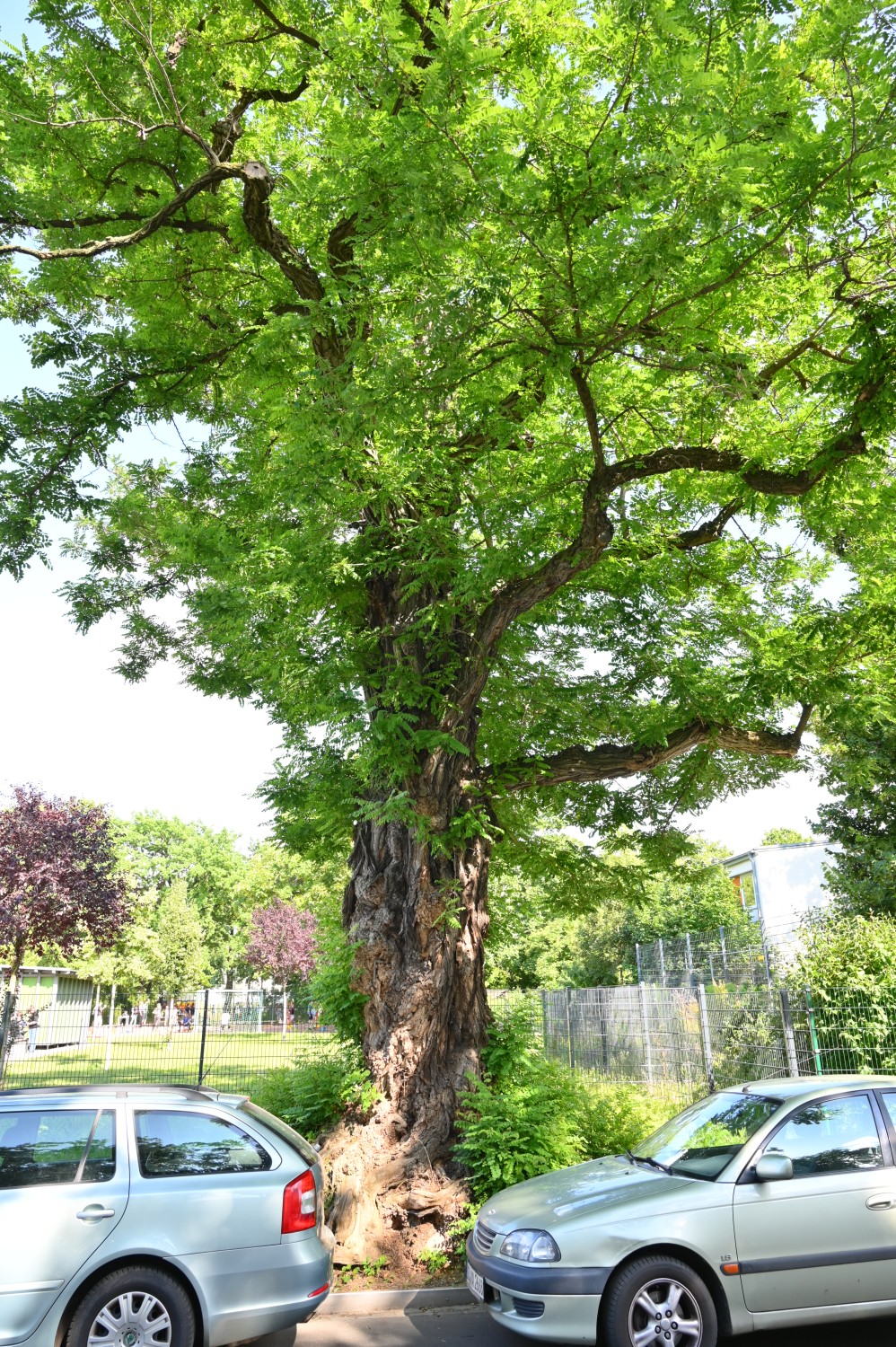 Robinia pseudoacacia 'Bessoniana' - Dresden-Johannstadt - Juli 2023