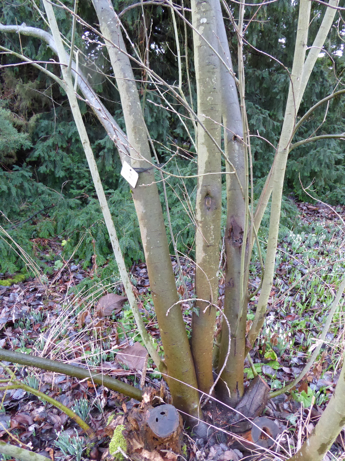 Salix cinerea - Dresden Botanischer Garten - Februar 2023