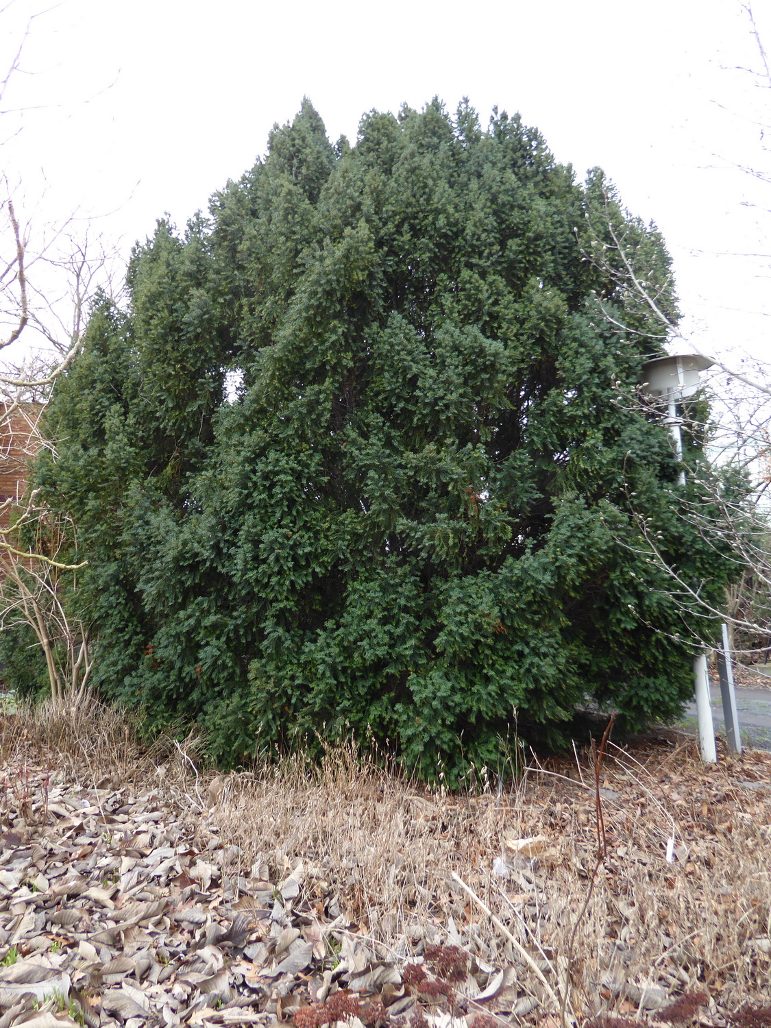 Taxus baccata 'Overeynderi' - Dresden Botanischer Garten - Januar 2023