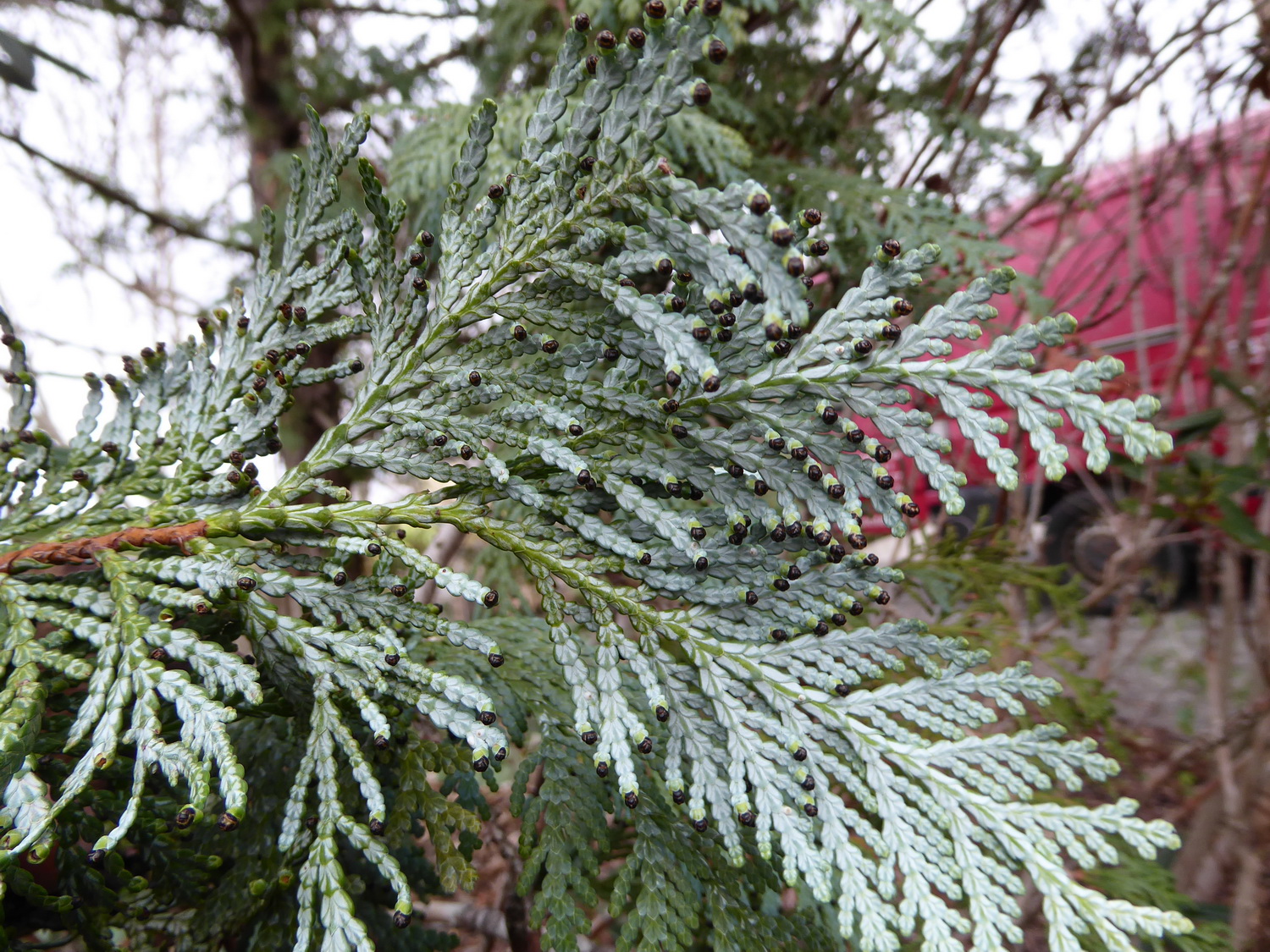 Thuja koraiensis - Dresden Botanischer Garten - Januar 2023