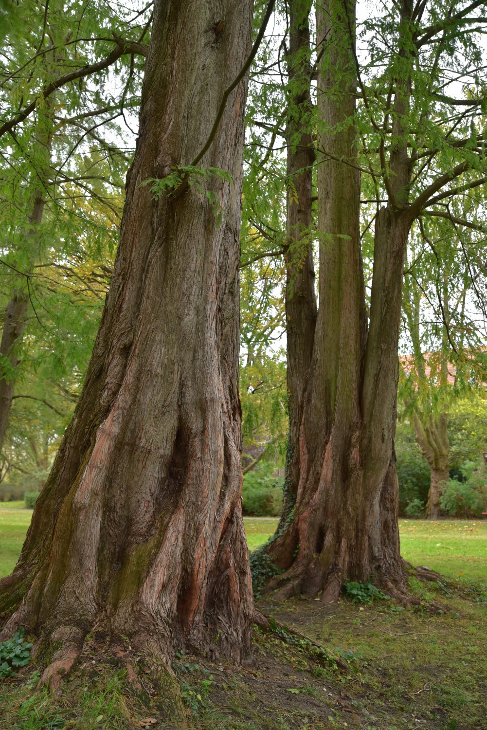 Metasequoia glyptostroboides - Berlin-Steglitz - 2017