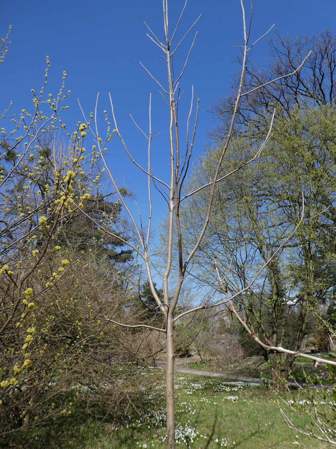 Toona sinensis - Dresden Botanischer Garten - April 2018