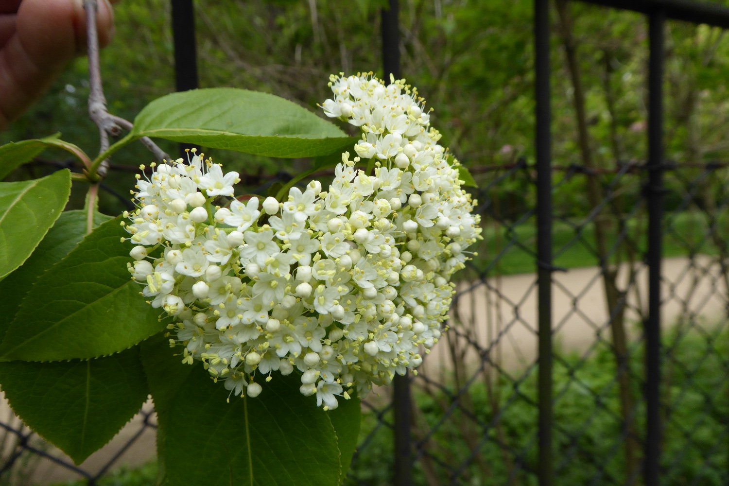 Viburnum lentago - Dresden BoGa - Juni 2017