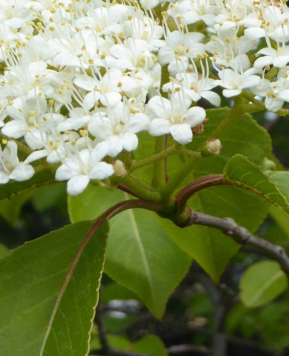 Viburnum lentago - Dresden BoGa - Juni 2017