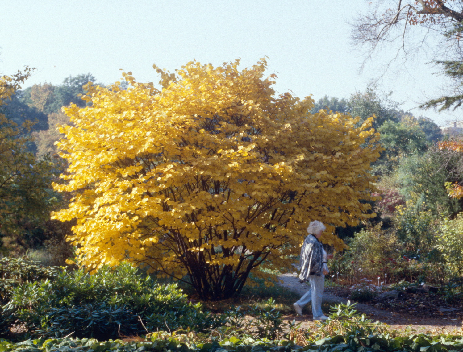 Lindera obtusiloba - Dresden Botanischer Garten - Januar 2011