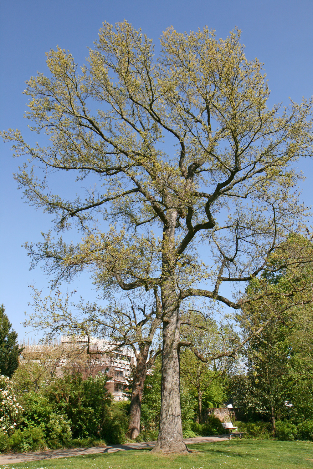 Liquidambar styraciflua - Schlosspark Weinheim - April 2017