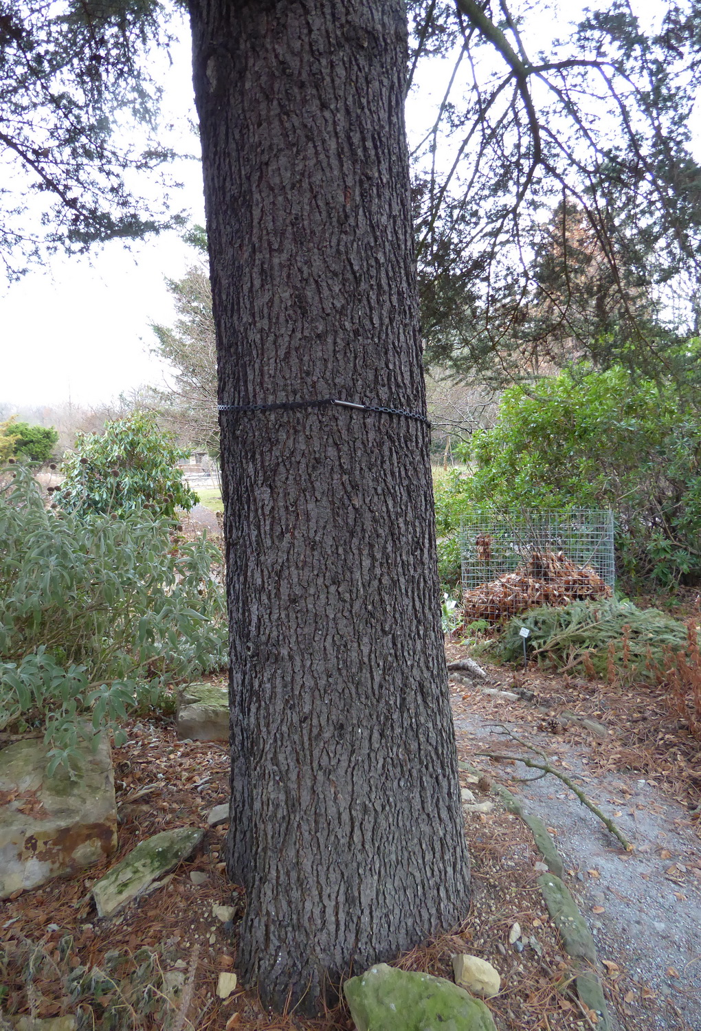 Cedrus atlantica - Dresden Botanischer Garten - Februar 2023