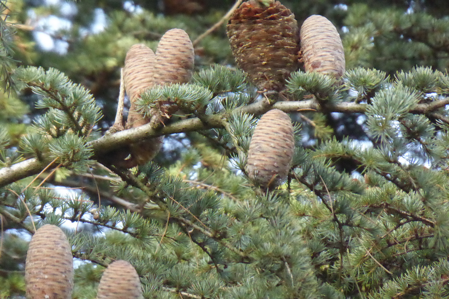Cedrus atlantica - Dresden Botanischer Garten - Januar 2022