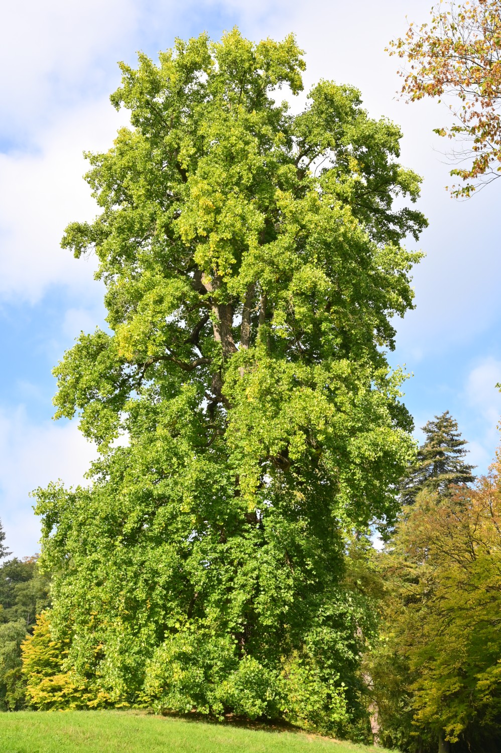 Liriodendron tulipifera - Kassel, Bergpark - Oktober 2021