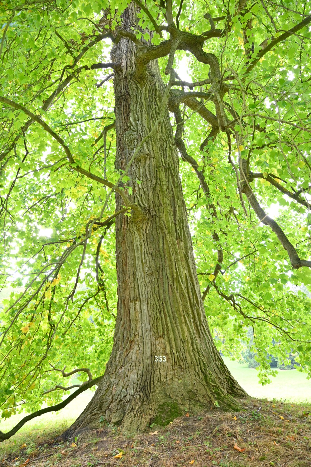 Liriodendron tulipifera - Kassel, Bergpark - Oktober 2021