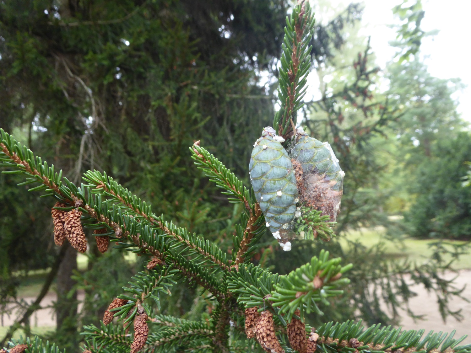 Picea orientalis 'Gracilis' - Dresden-Pillnitz - August 2022