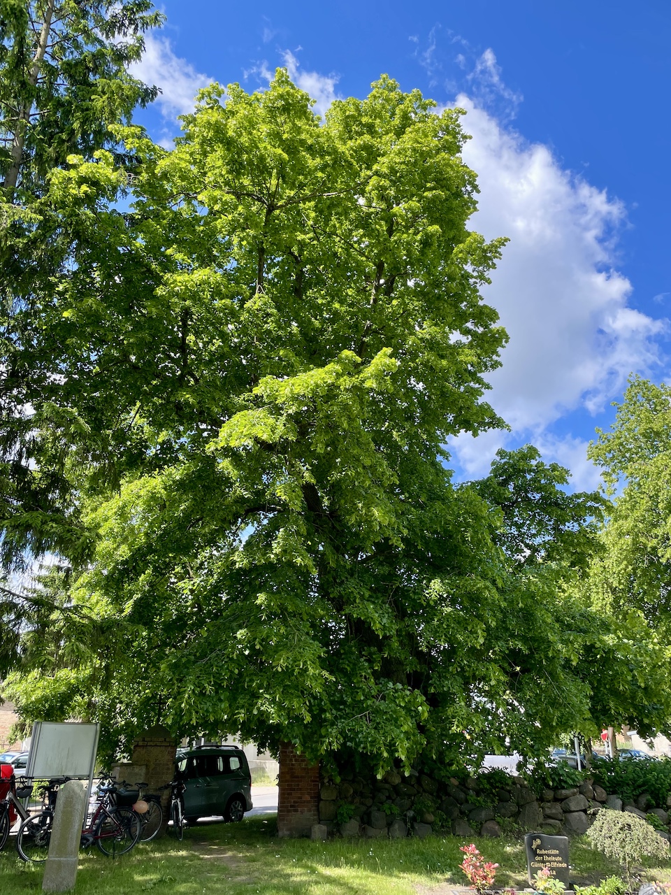 Tilia platyphyllos - Barschikow - Mai 2025