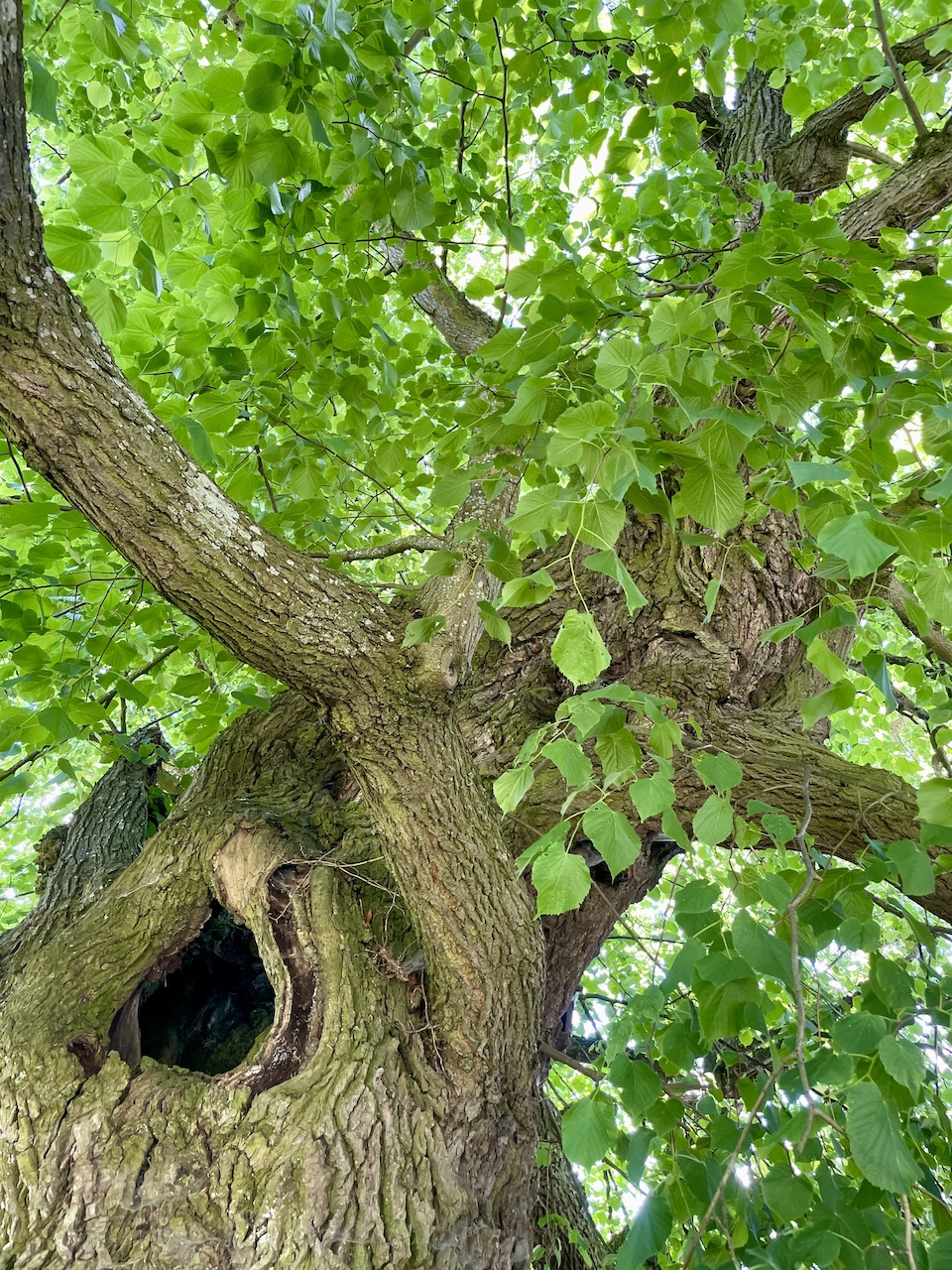Tilia platyphyllos - Barschikow - Mai 2025