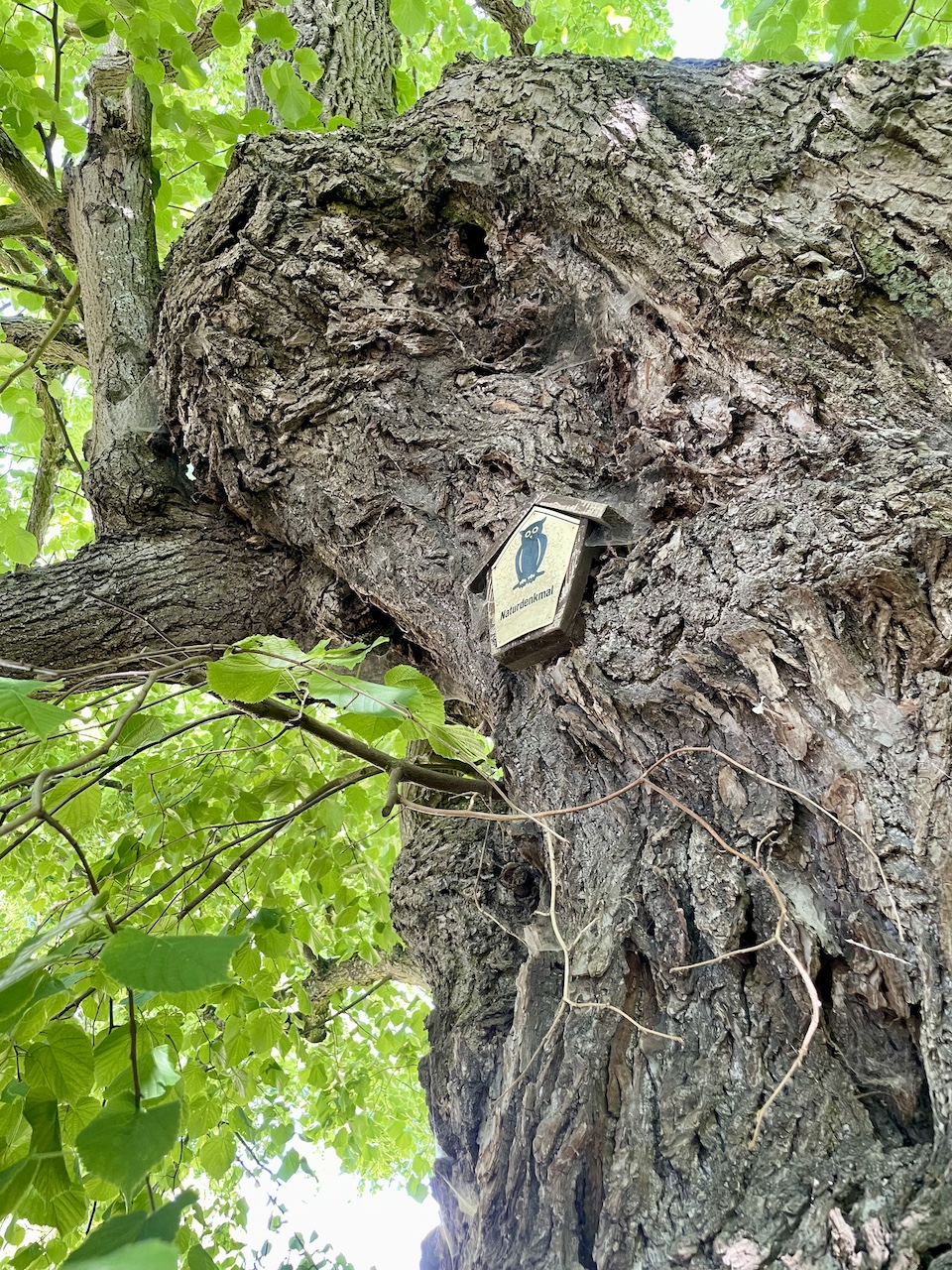 Tilia platyphyllos - Barschikow - Mai 2025