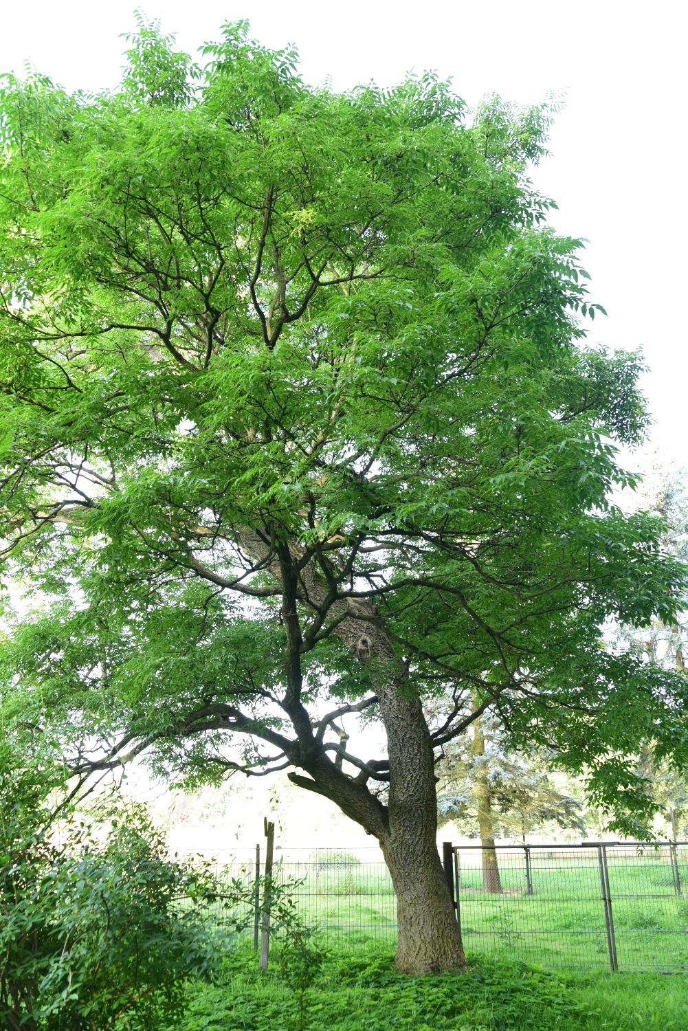 Phellodendron amurense - Kloster Neuendorf - 2015