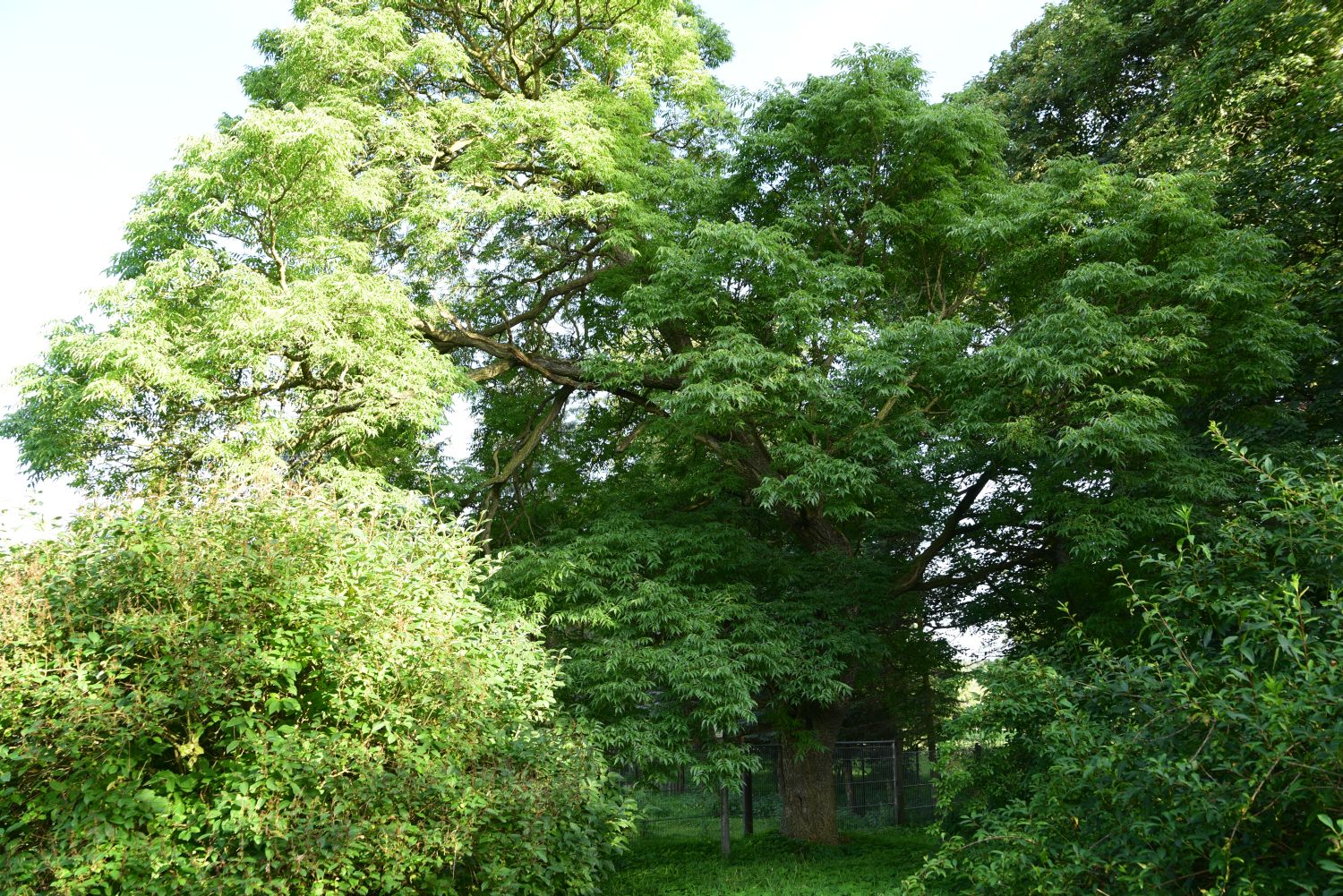 Phellodendron amurense - Kloster Neuendorf - 2015